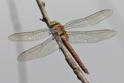 Isoaeschna isoceles (Green-eyed Hawker) female 2.JPG